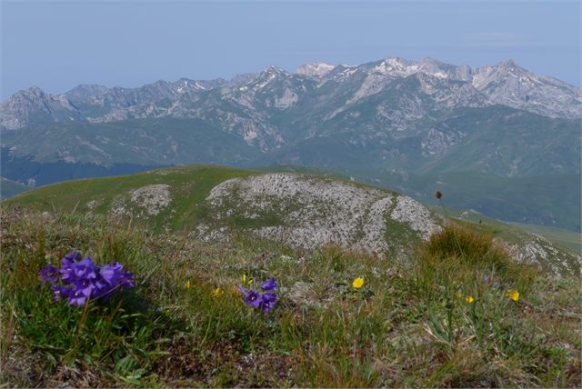zvonek alpský + Korab masiv